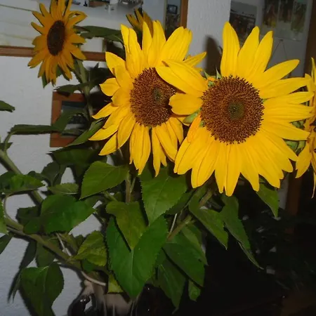 Gasthuis Landgasthaus Gemsennest