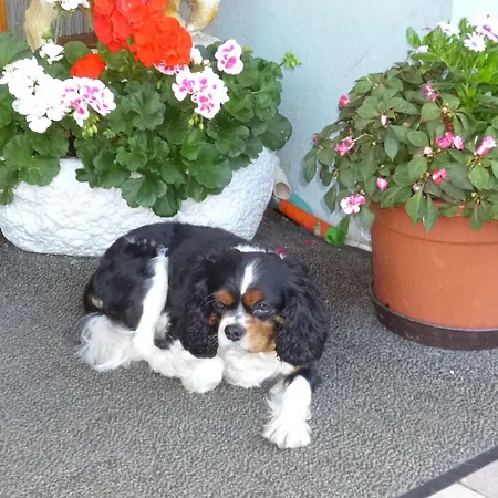 Gasthuis Landgasthaus Gemsennest Feldberg (Baden-Wurttemberg)