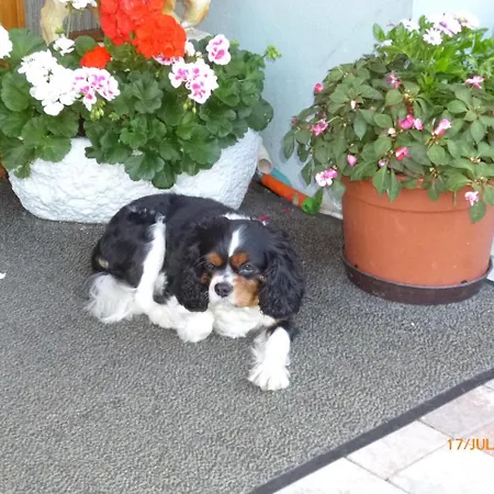 Landgasthaus Gemsennest 3* Feldberg (Baden-Wurttemberg)
